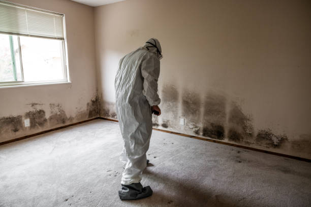 Why You Should Choose Our Mold Remediation Services in El Campo, TX